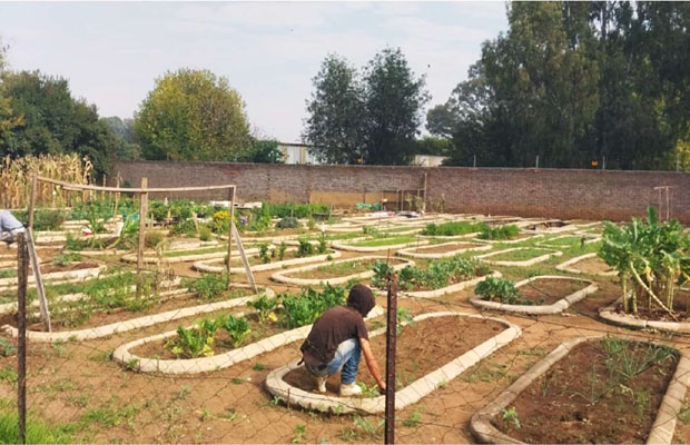 planting